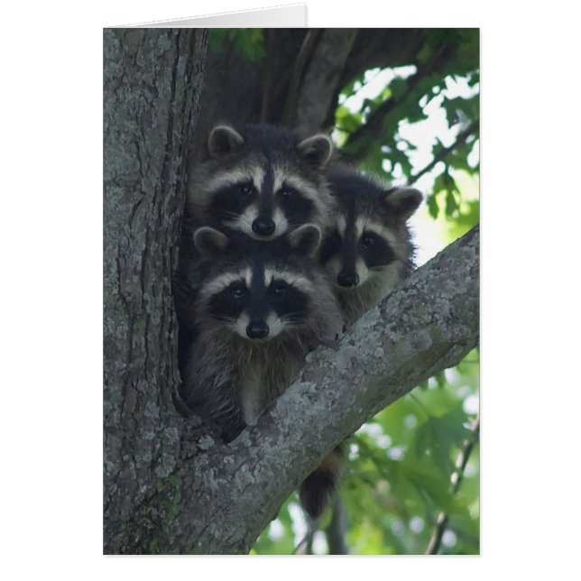 The Three Amigos (Front)