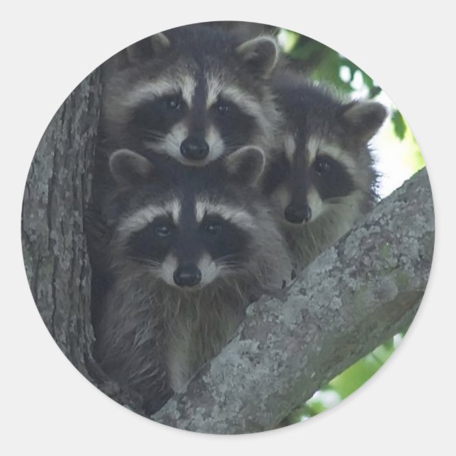 The Three Amigos Classic Round Sticker (Front)