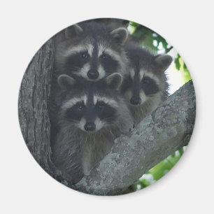 The Three Amigos Magnet