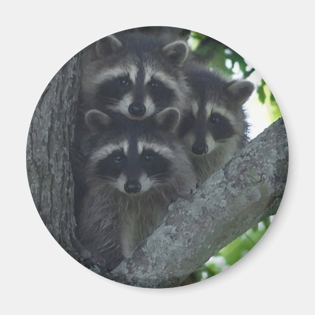 The Three Amigos Magnet (Front)