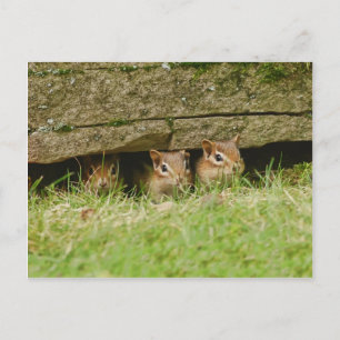 the three amigos postcard