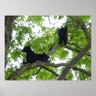The Three Cubs Poster