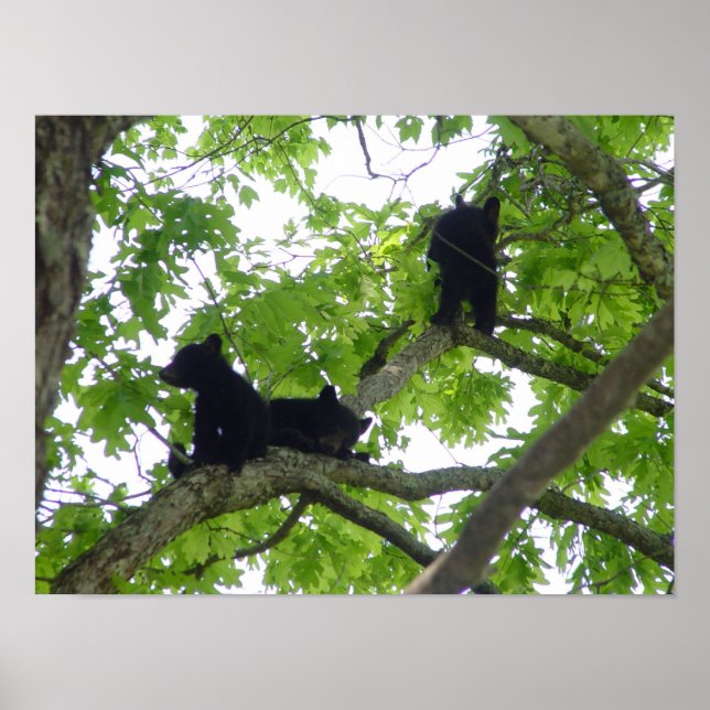 The Three Cubs Poster (Front)