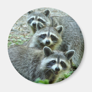 The Three Raccoons Magnet
