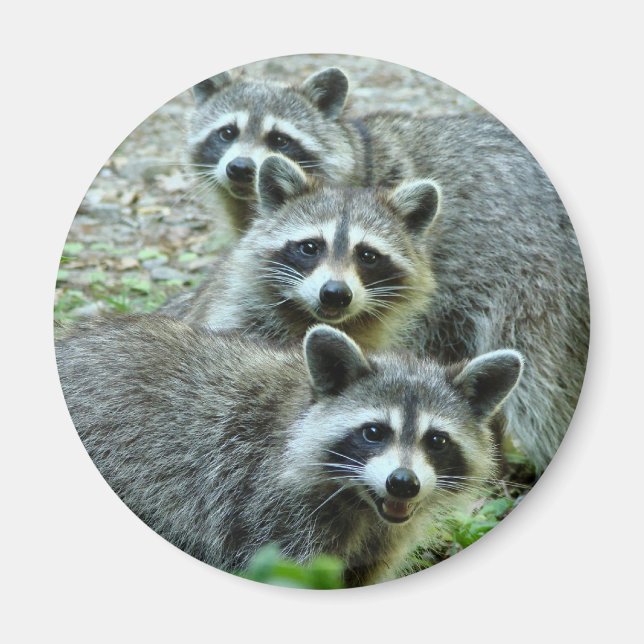 The Three Raccoons Magnet (Front)