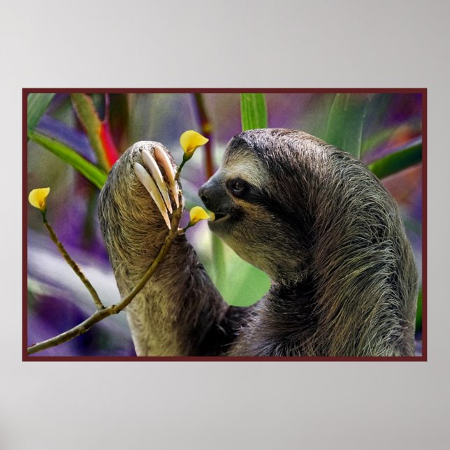 The Three-Toed Sloth Value Poster Paper (Front)