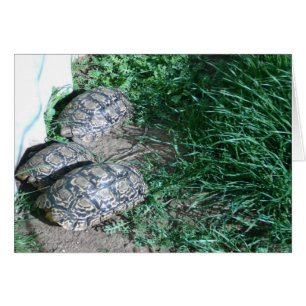 The Three Tortoises Card