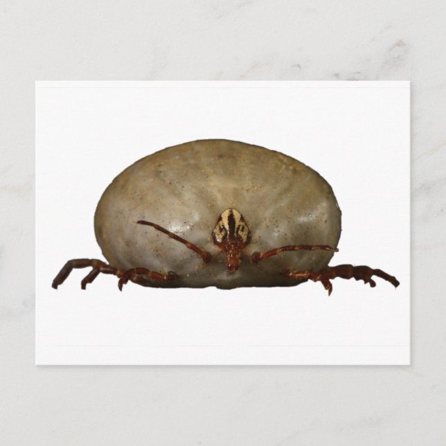 The Tick Postcard (Front)