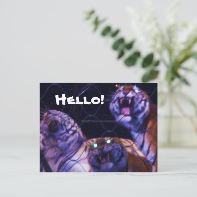 THE TIGERS postcard (Standing Front)