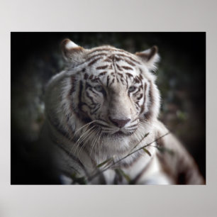 The Tiger's Watchful Eye Poster