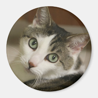 The Tiniest Tiger Button Magnet