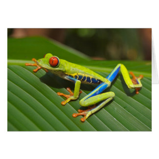 The Tree Frog Card