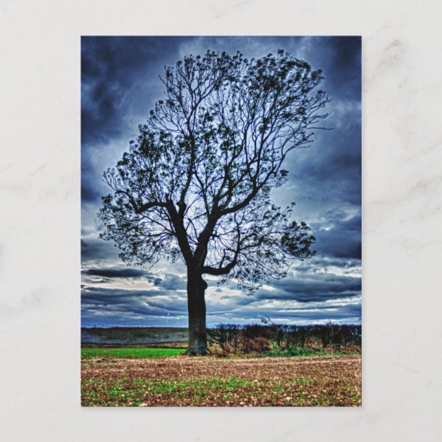 The Tree HDR postcard (Front)