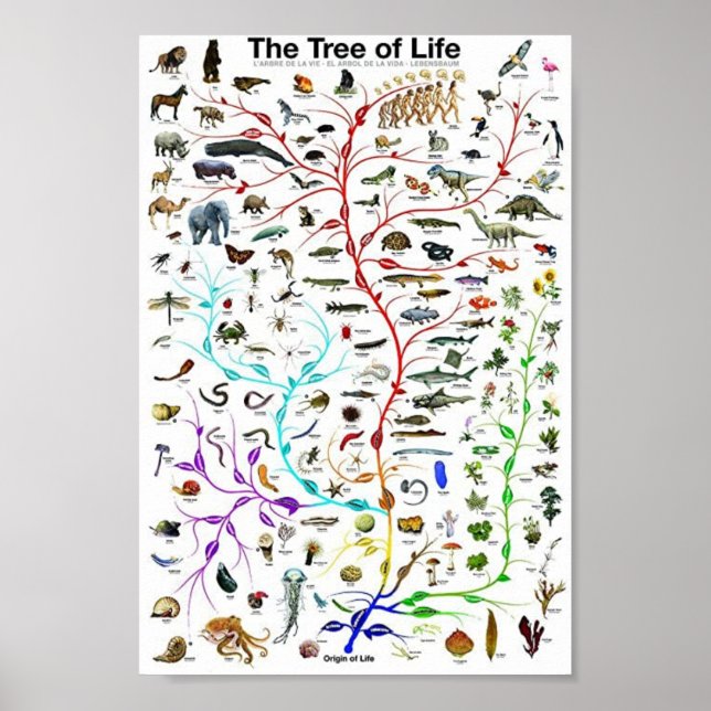 The tree of life educational poster (Front)