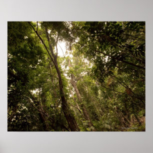 The tropical rainforest the Daintree River Poster