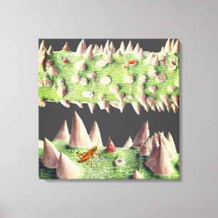 The trunk of a Floss Silk Tree (Ceiba speciosa) Canvas Print