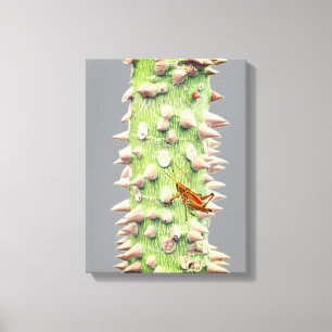 The trunk of a Floss Silk Tree (Ceiba speciosa) Canvas Print