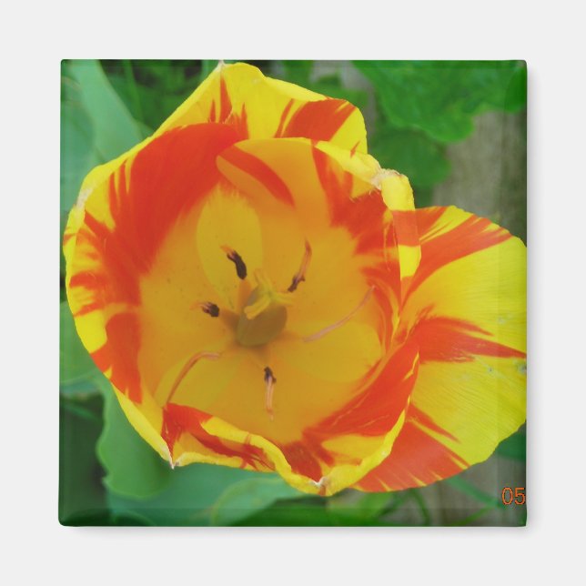 the Tulip magnet (Front)