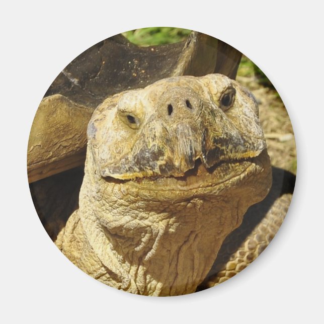 The Turtle's Smile Magnet (Front)