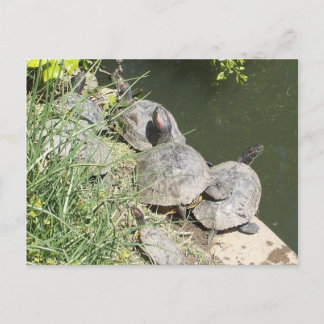 The Turtles: There's no room for me!! Postcard