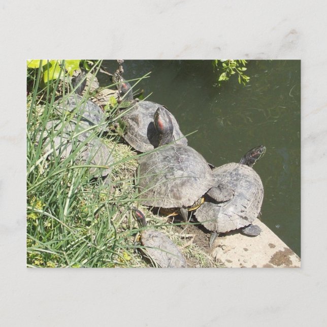 The Turtles: There's no room for me!! Postcard (Front)