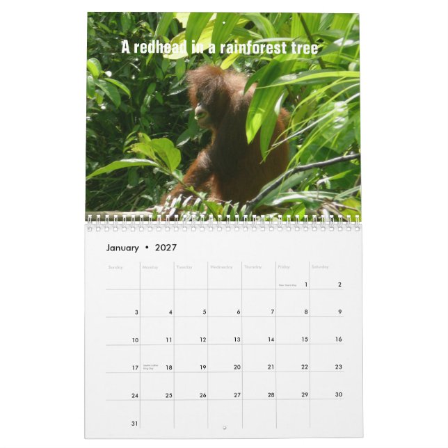 The Twelve Days of Christmas by orangutans Calendar (Jan 2027)