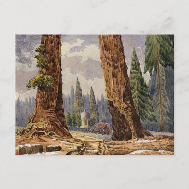 The Two Sentinels, at the Grove of Big Trees Postcard (Front)