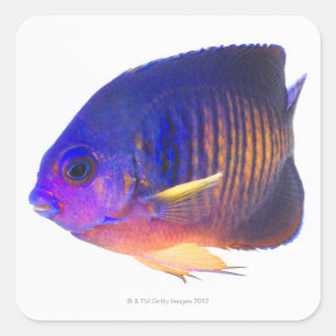 The two-spined angelfish square sticker