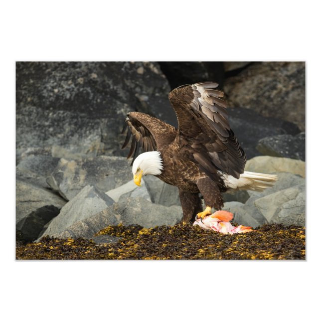 The Ultimate Bald Eagle Photo Print (Front)