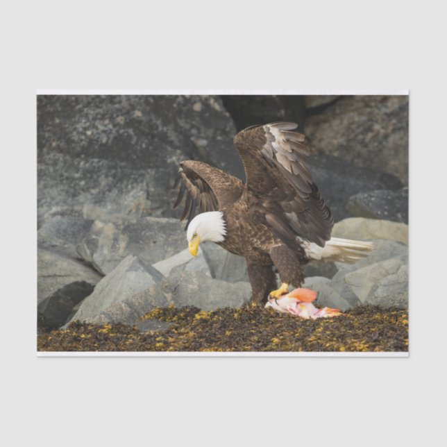 The Ultimate Bald Eagle Tissue Paper (Front)