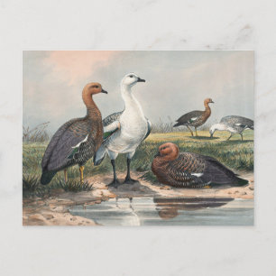 The Upland Goose by Joseph Wolf Postcard