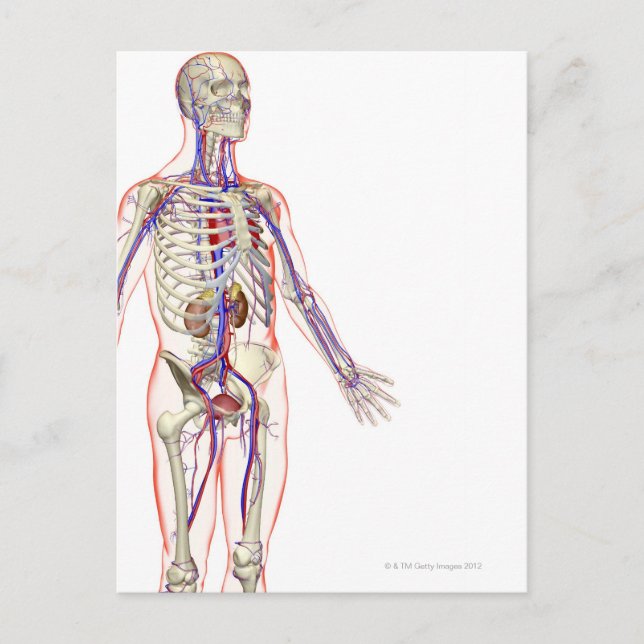 The Urinary System 2 Postcard (Front)