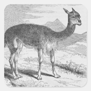 The Vicuna at the Rio de Azufre Square Sticker