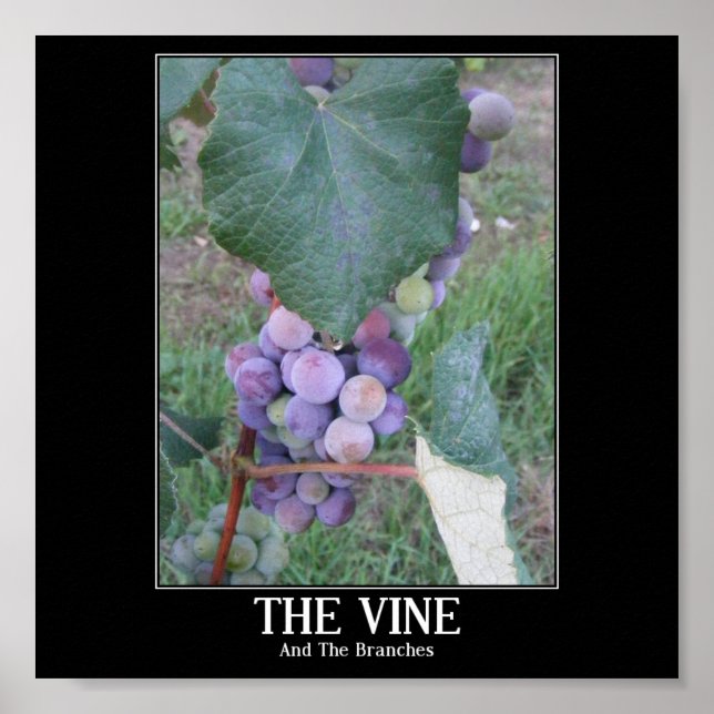 The Vine Poster (Front)