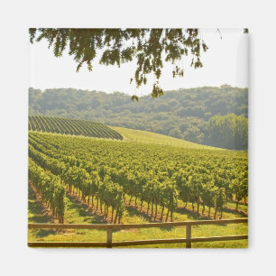 The vineyard and a valley with a forest - magnet