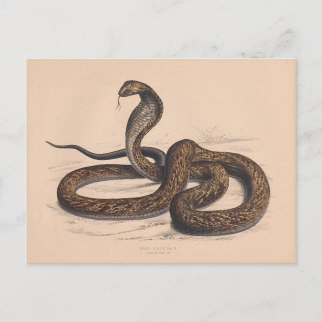 The Vintage Cobra Zoological Postcard (Front)