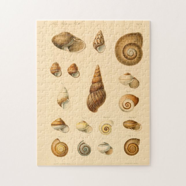 The Vintage Mollusk Seashells Puzzle (Vertical)