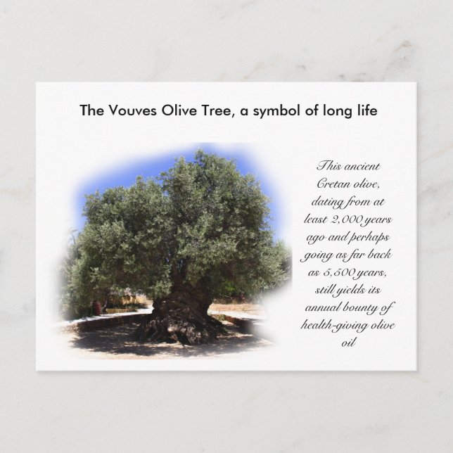 The Vouves Olive Tree, symbol of long life... Postcard (Front)
