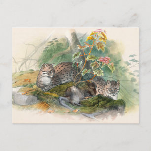 The Wagati Cat by Joseph Wolf Postcard