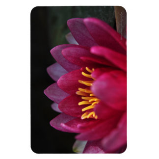 The Water Lily Magnet