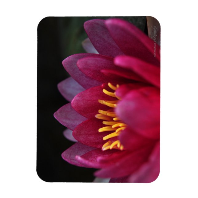 The Water Lily Magnet (Vertical)