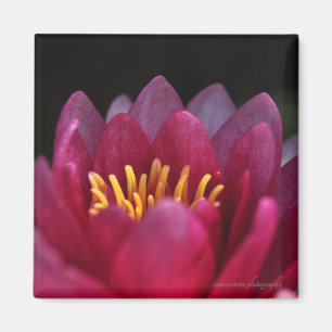 The Water Lily Magnet