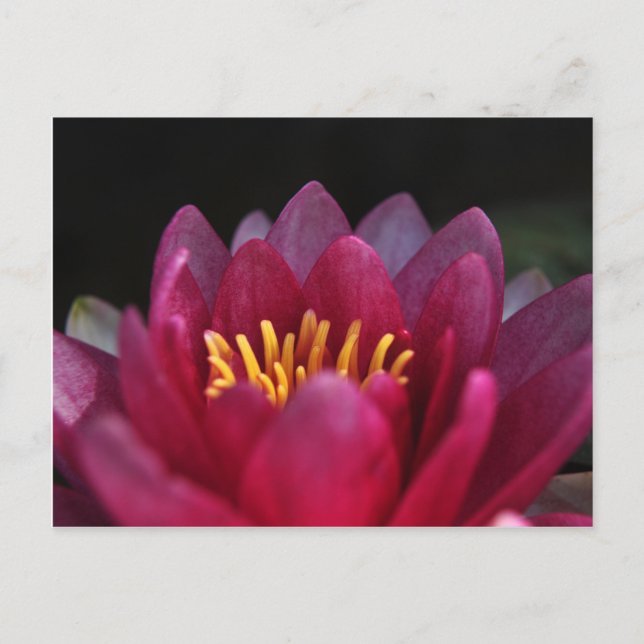 The Water Lily Postcard (Front)