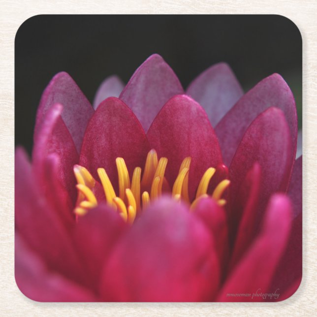 The Water Lily Square Paper Coaster (Front)