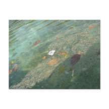 The water's surface in October