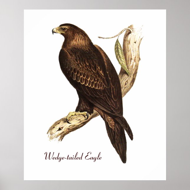 The Wedge Tailed Eagle. A Magnificent Bird of Prey Poster (Front)