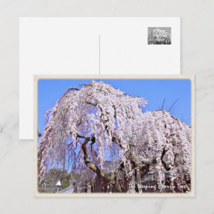 The Weeping Cherry Tree: Himuro Shrine Postcard