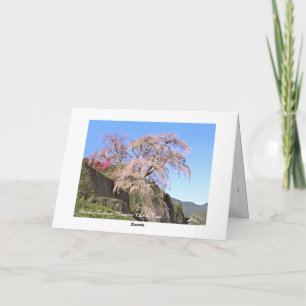 The Weeping Cherry Tree: Matabei-Zakura Card
