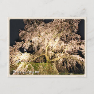 The Weeping Cherry Tree: Matabei-Zakura Postcard