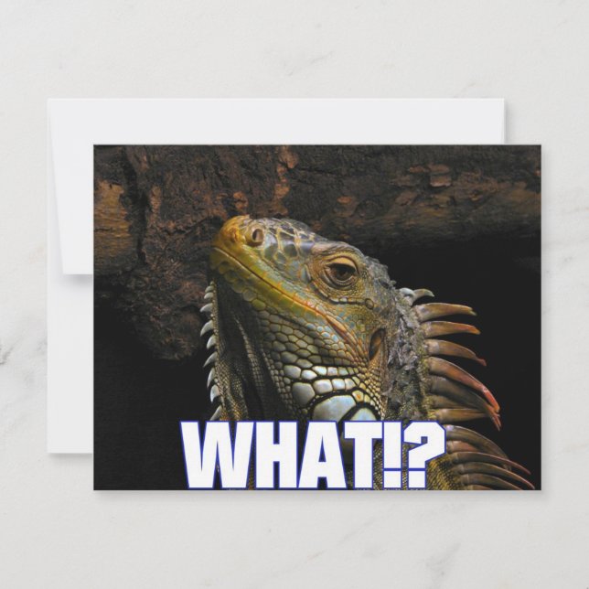 The What!? Iguana (Front)